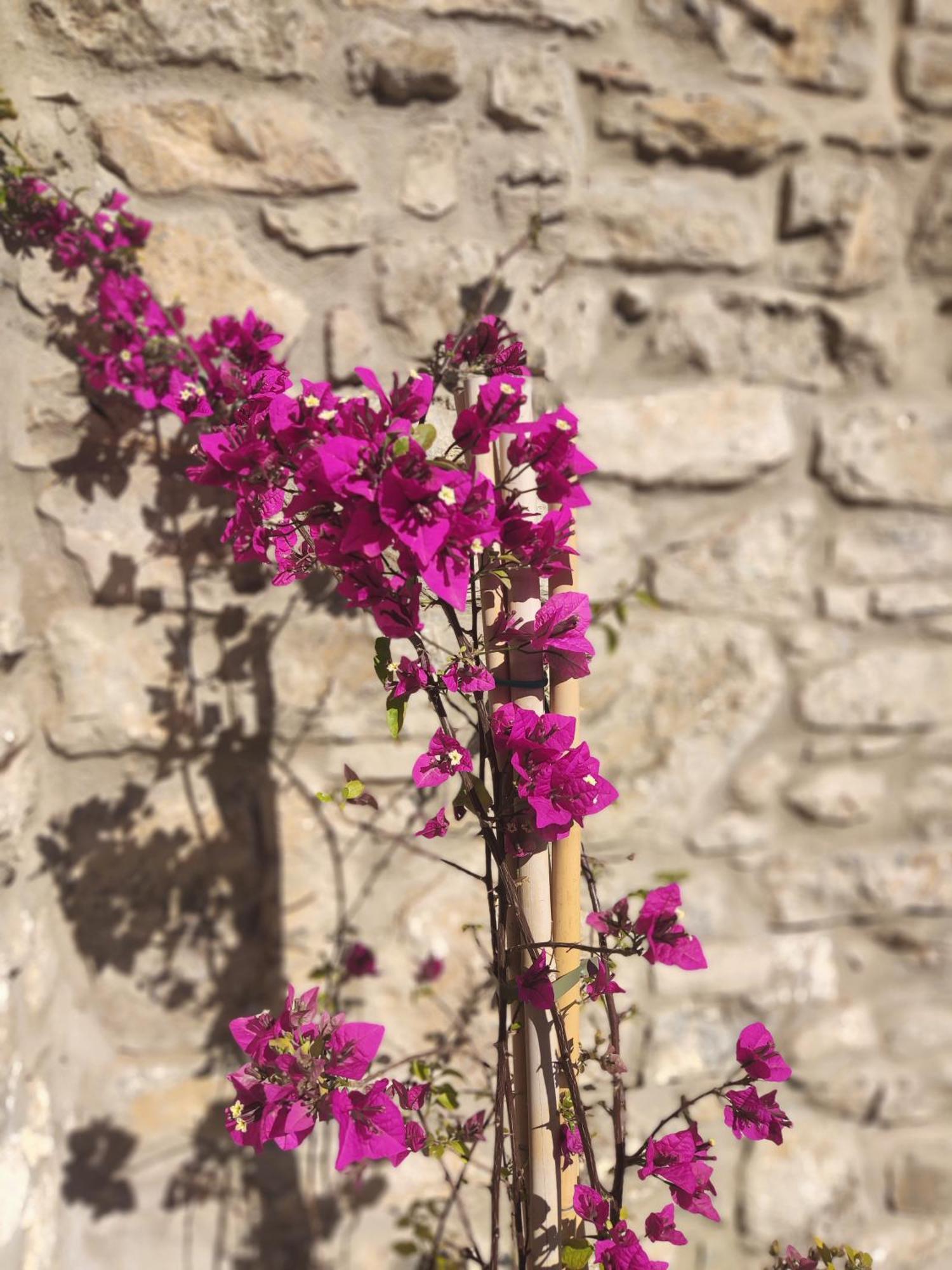 Pyrgi Cretan Living & Spa Pirgos  Εξωτερικό φωτογραφία